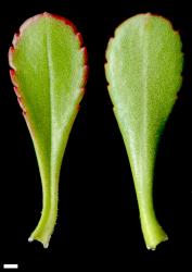 Veronica raoulii. Leaf surfaces, adaxial (left) and abaxial (right). Scale = 1 mm.
 Image: P.J. Garnock-Jones © P.J. Garnock-Jones CC-BY-NC 3.0 NZ